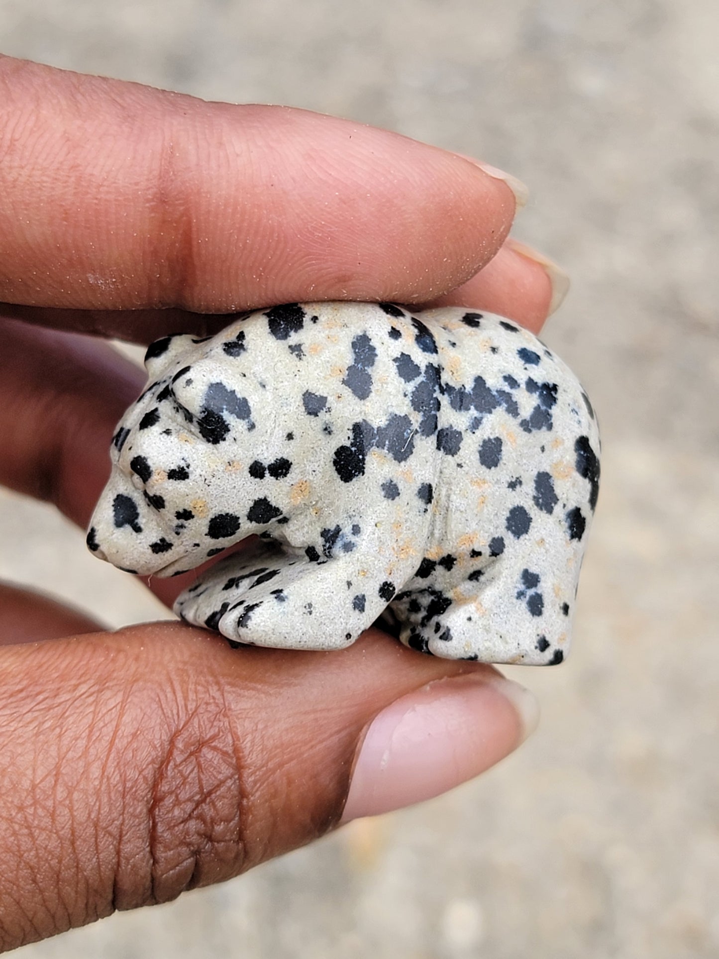 Dalmatian Jasper Bear